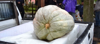 L'amica Elisa Gallo indovina il peso della zucca nella festa popolare di Bubbio (At)