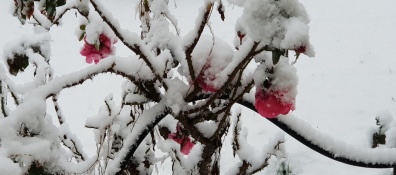 Sant'Anna sotto la neve la settimana scorsa poesia delle linee artistiche come delle rose