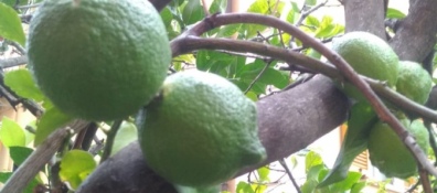 L'albero di limoni del mio giardino un'abitudine che ha i suoi significati