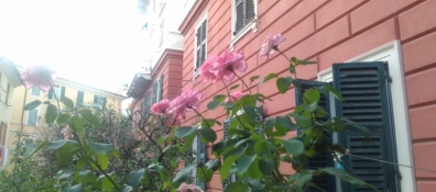 Rose che sbocciano a fine agosto e albe da brividi Genova stupisce