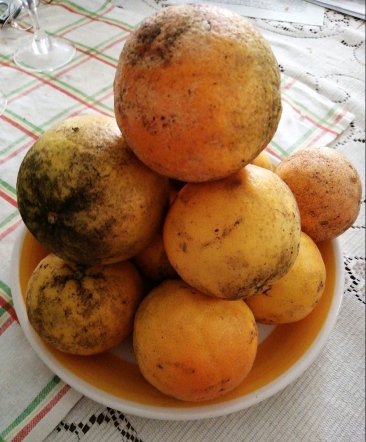 Le arance del giardino della vicina di casa una dieta ricca di vitamine