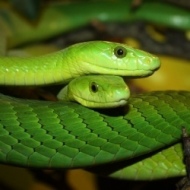 Mamba verde Museo di Storia Naturale G. Doria. 2015