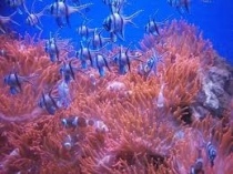 Acquario di Genova 3