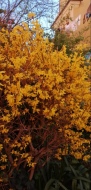 Forsythia, giardini in fiore