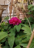 In giardino è fiorita la peonia