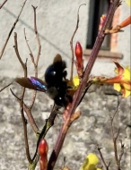 La Natura, Antonella Angiolini